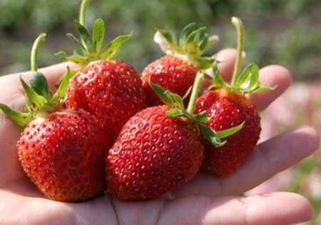 Клубника Машенька посадка и уход Клубника Машенька посадка и уход