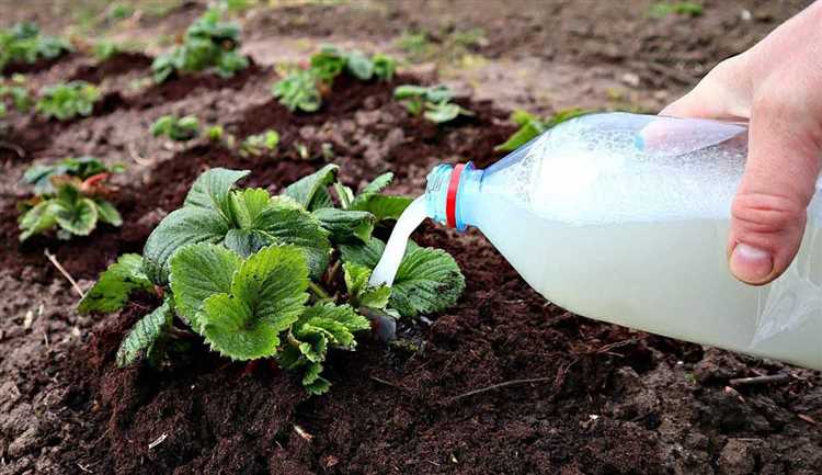 Разделение удобрений для клубники на органические и минеральные Разделение удобрений для клубники на органические и минеральные