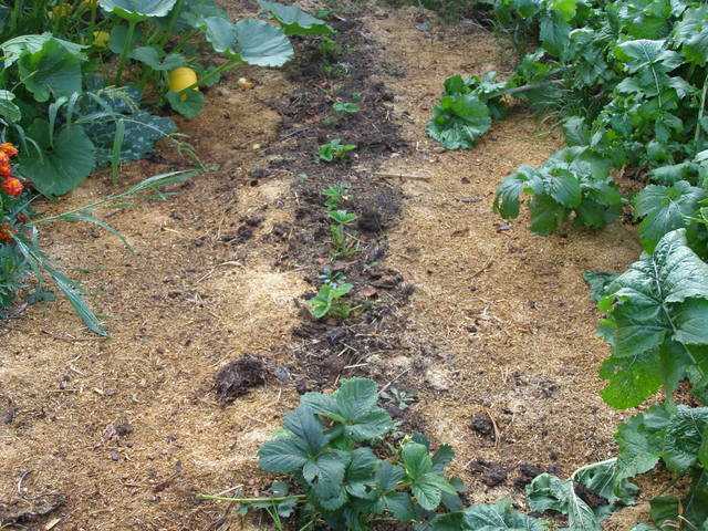 Преимущества и недостатки органических удобрений Преимущества и недостатки органических удобрений