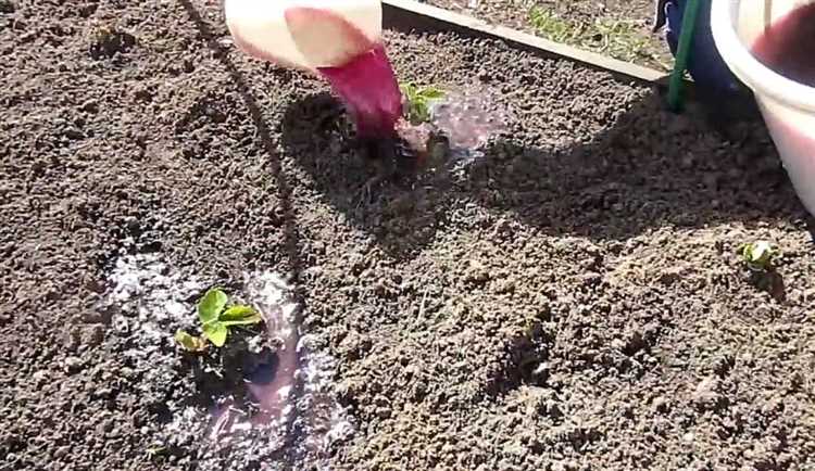 Применение навоза как органического удобрения для клубники Применение навоза как органического удобрения для клубники