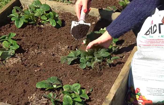 Органические удобрения Органические удобрения