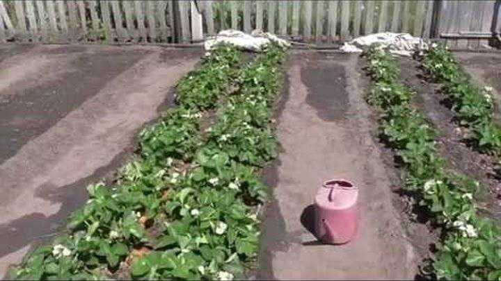 Подкармливаем клубнику навозом Подкармливаем клубнику навозом